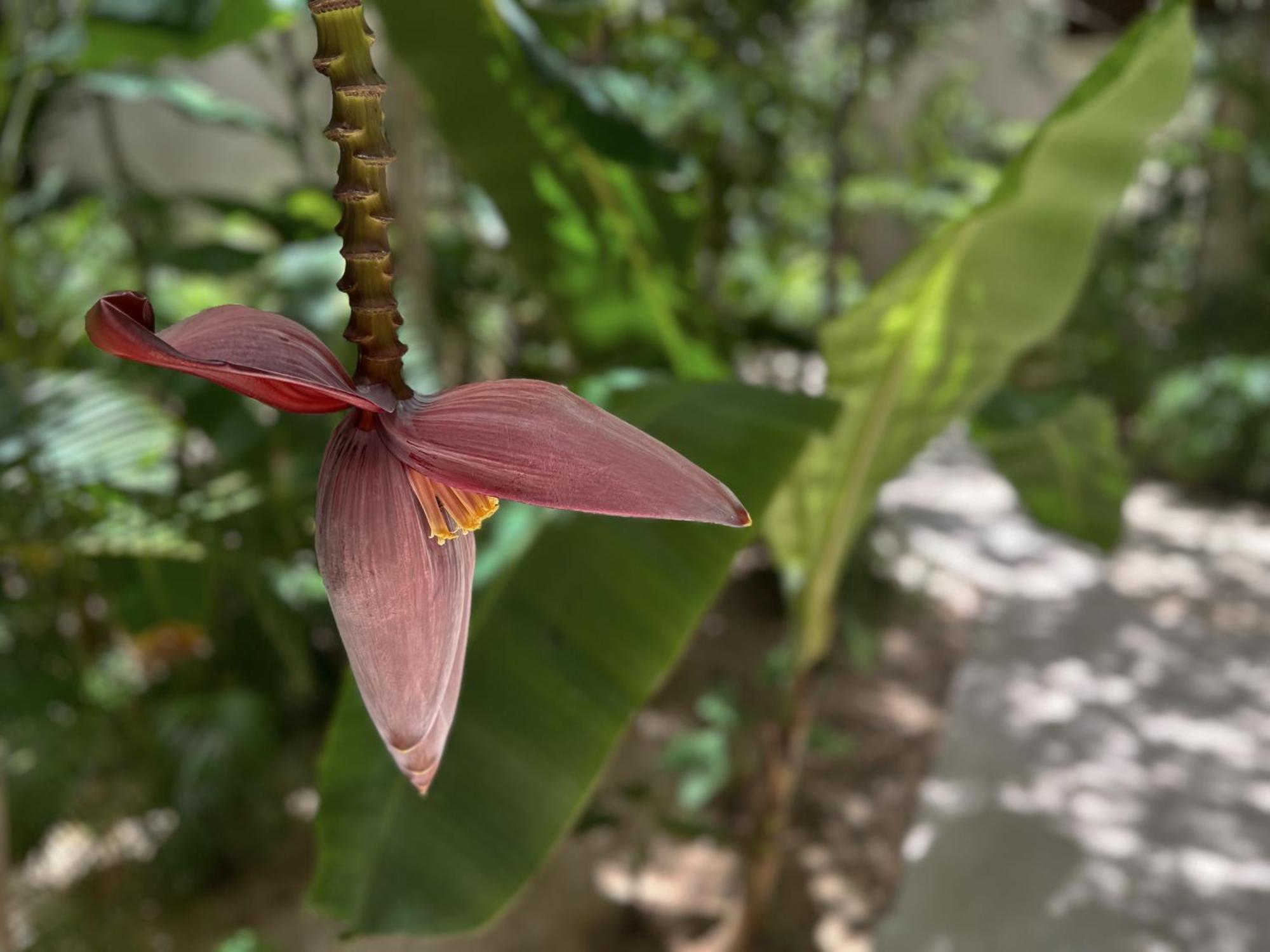 Ophelia Tulum Condo In Aldea Zama Kültér fotó