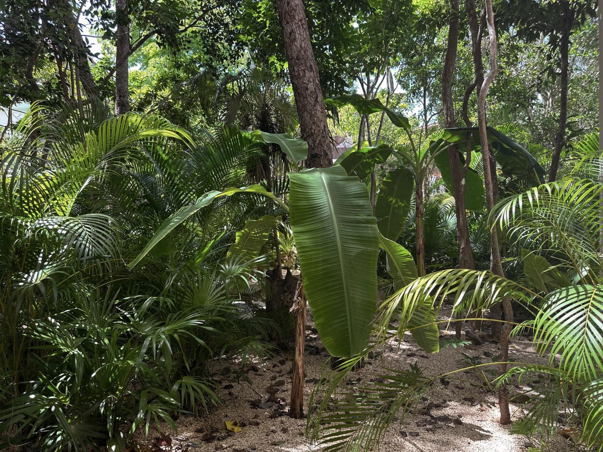 Ophelia Tulum Condo In Aldea Zama Kültér fotó
